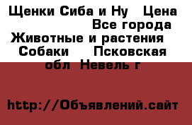 Щенки Сиба и Ну › Цена ­ 35000-85000 - Все города Животные и растения » Собаки   . Псковская обл.,Невель г.